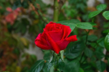 Bahçede açan kırmızı gül çiçeği. 