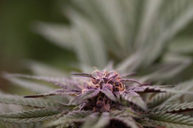 Purple cannabis sativa plant close up clipart