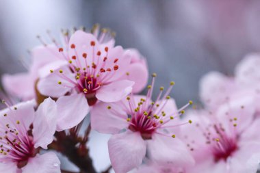 Kiraz eriği çiçekleri yaklaşır