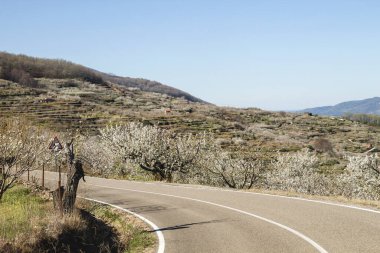 İspanya Valle del Jerte 'de kiraz çiçeklerinin arasında bir yol