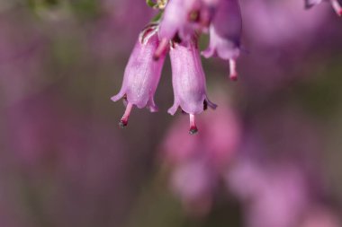Çiçek açan Erica Erigena 'nın ayrıntıları Pembe bahar çiçekleri 