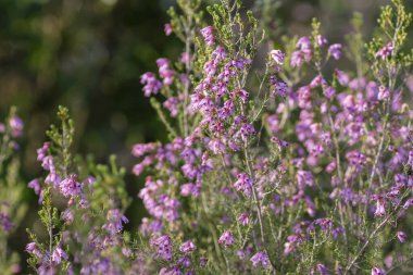 Erica Erigena baharda çiçek açıyor 