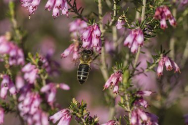 Erica Erigenea 'da bal arısı arıyor Pembe bahar çiçekleri 