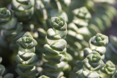 Crassula perforata sulu bitkisinin ayrıntıları 