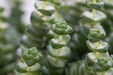 Crassula perforata sulu bitkisinin ayrıntıları 