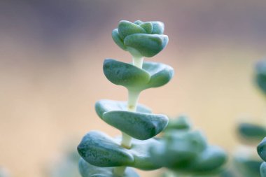 Crassula perforata sulu bitkisinin ayrıntıları 