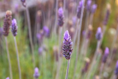 Baharda açan lavanta çiçekleri