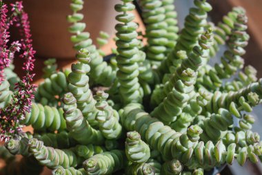 Crassula perforata ya da düğme dizisi kapatın 