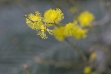 Gümüş renkli sarı çiçekler açıyor. 