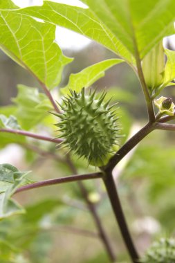 Datura stramonyum kapsül tohumu yakın çekim