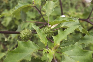 Datura stramonyumu veya jimsonweed bitkisi