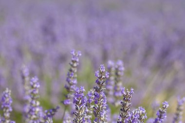 Çiçek açan lavanta tarlalarının dekuyruğu 