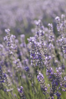 Çiçek açan lavanta tarlalarının dekuyruğu