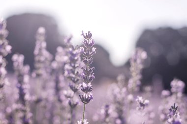 Detail of lavender fields blooming  clipart