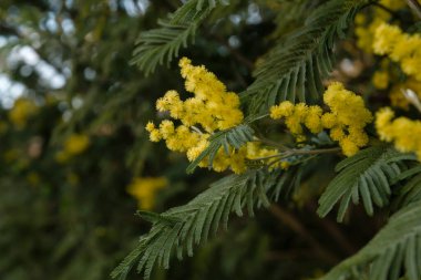 Gümüş gagalı sarı çiçekler açıyor. 