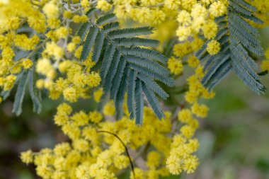 Çiçek açan akasya ile ilgili detaylar çok yeşil yapraklar ve sarı çiçekler. 