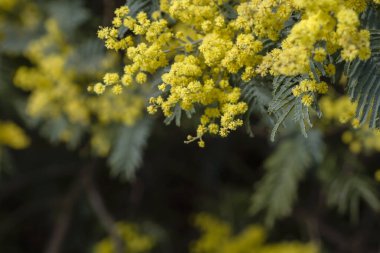 Gümüş gagalı sarı çiçekler açıyor. 