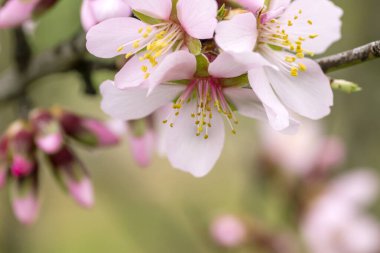 Pembe çiçeklerin açtığı buklelerin ayrıntıları. 