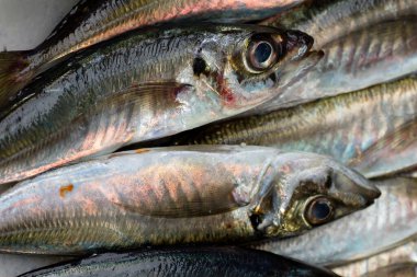 Taze pompano deniz ürünleri. Kapatın.
