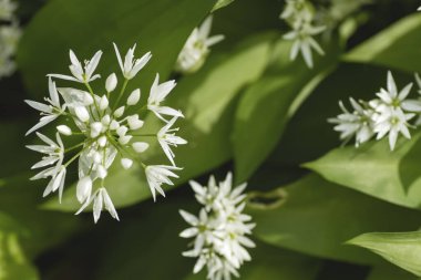 Baharda açan vahşi alyum ursinum çiçekleri. 