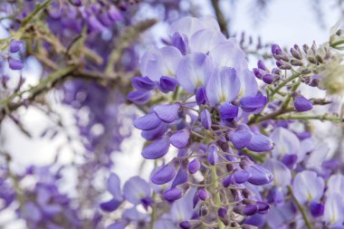 İlkbaharda açan mor salkım çiçekleri. 