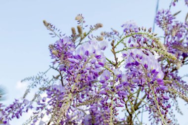 İlkbaharda açan mor salkım çiçekleri. 