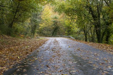 Sonbahar renkleriyle dolu yaprak döken ormanda bir yol. 