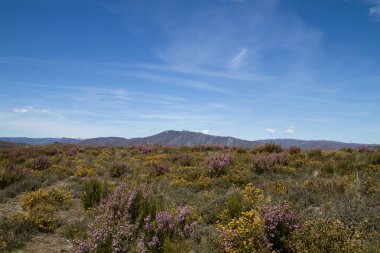 Galiçya, İspanya 'da ilkbahar kara sapı