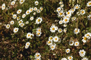 Baharda açan papatya çiçekleri. 