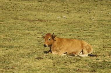 Otlakta dinlenen sığırlar 