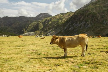 Dağlarda otlayanlar, 