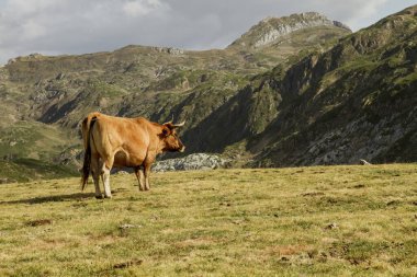 Dağlarda otlayanlar, 