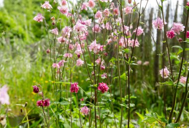 Aquilegia pembe çiçekleri baharda açar. 