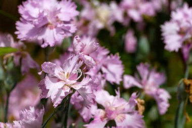 Baharda açan karanfil pembe çiçekleri. 