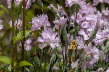 Baharda açan karanfil pembe çiçekleri. 
