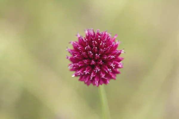Круглоголовый Цветок Чеснока — стоковое фото