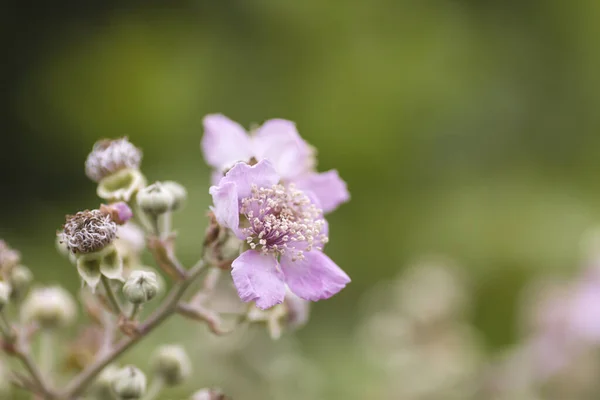 在春天开花的野黑莓花和芽 — 图库照片