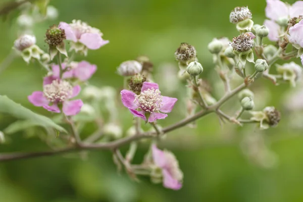 Bloemen Knoppen Van Wilde Bramen — Stockfoto