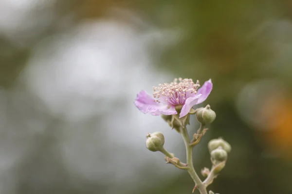 野生黑莓花和芽 — 图库照片