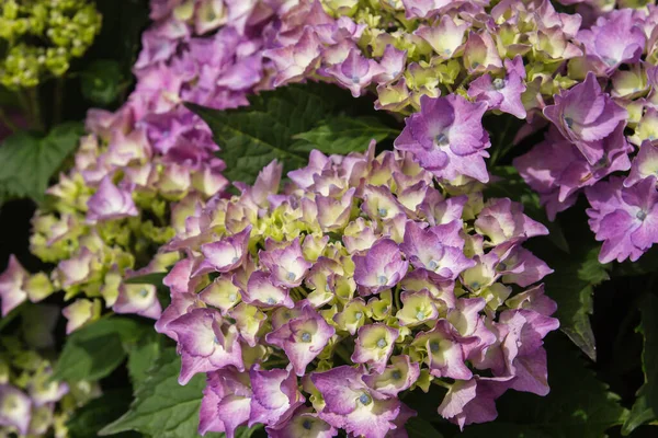 Гортензія Фіолетові Квіти Цвітуть Навесні — стокове фото