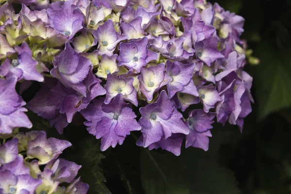 Деталь Квітів Гортензії Фіолетового Кольору — стокове фото