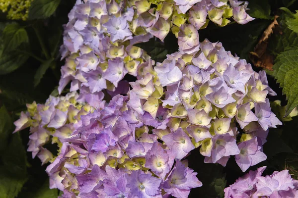 Hortênsia Flores Roxas Florescendo Primavera — Fotografia de Stock