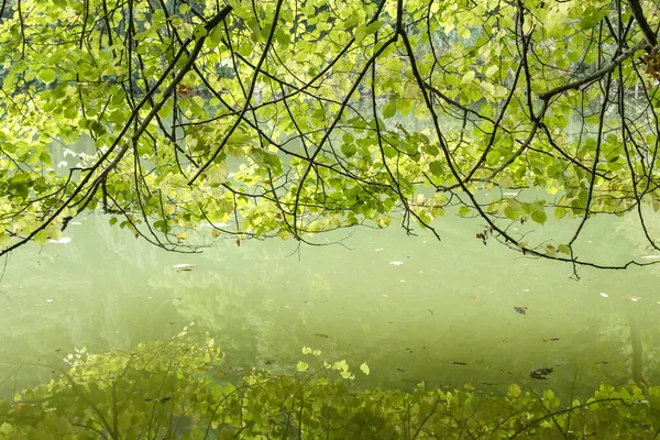 Liście Buku Odbite Jeziorze — Zdjęcie stockowe