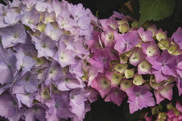Деталь Гортензії Рожеві Фіолетові Квіти — стокове фото