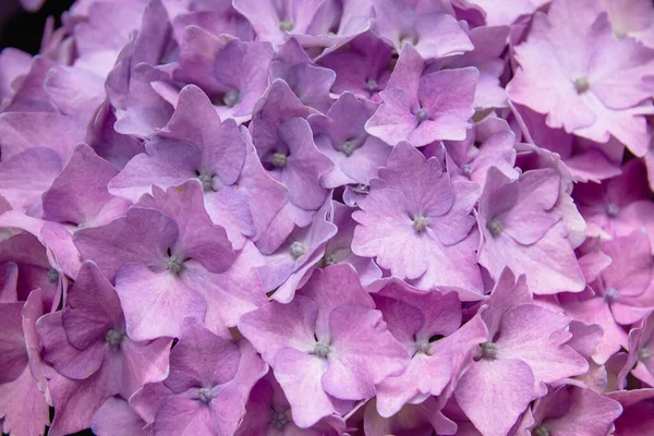 Hortensia Rose Fleurs Violacées Détail — Photo