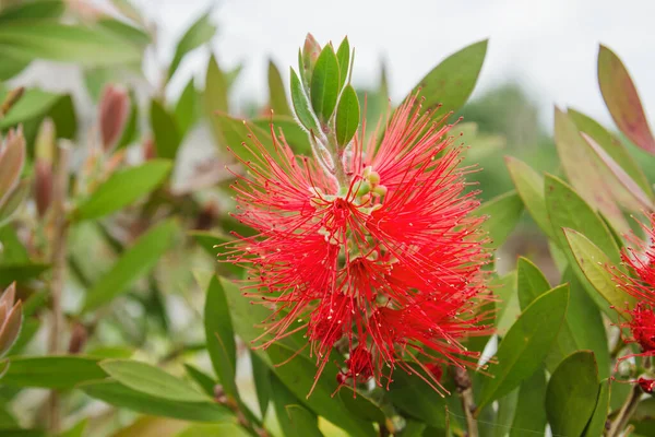 Albero Seta Persiano Fiori Rossi — Foto Stock