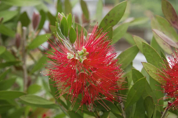 Persiano Seta Albero Rosso Fiori Dettaglio — Foto Stock