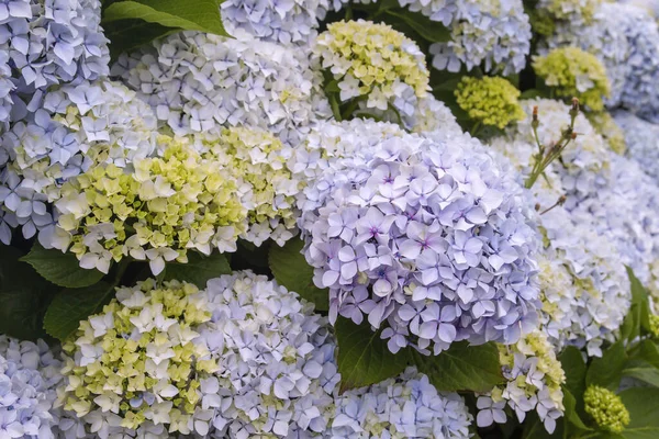 Hydrangea Flowers Blooming Spring — Stock Photo, Image
