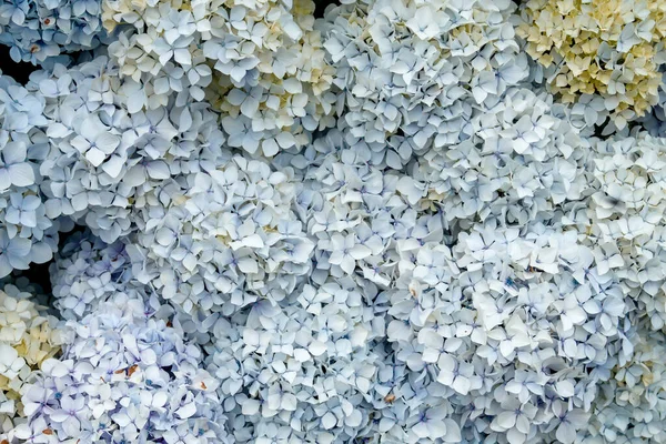 Hydrangea Makrohylla Blekblå Blommor Buske — Stockfoto