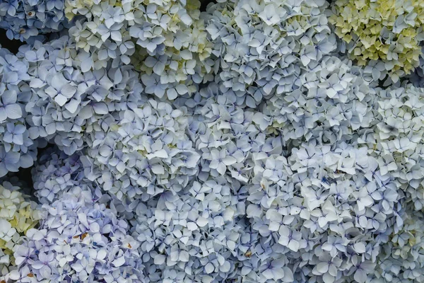 Hydrangea Macrophylia Bleu Pâle Fleurs Buisson — Photo